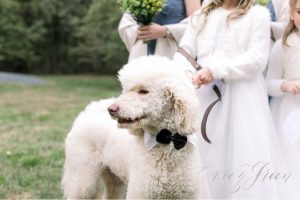 How to incorporate your dog in your wedding day